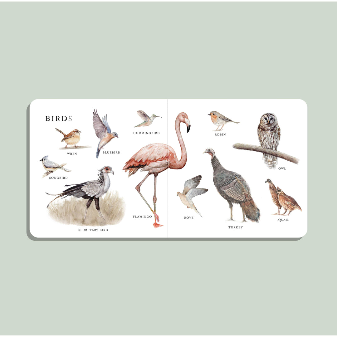 Our Big Book of Animals • XL Board Book